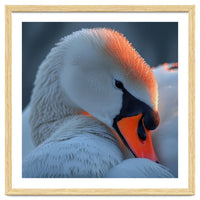 Close Up Of A White Swan With Water Droplets