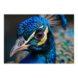 Close Up Of A Peacock Head And Eye (Print Only) thumbnail