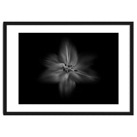 Backyard Flowers In Black And White No 28 Flow Version