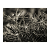 Rosemary Plant (Print Only)
