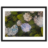 Hydrangeas | Landscape thumbnail