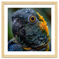Close Up Of A Wet Macaw Parrot Head