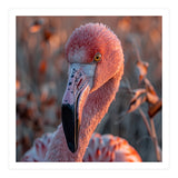 Close Up Of A Pink Flamingo Head In Sunlight (Print Only) thumbnail