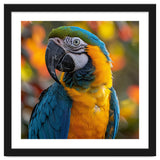 Blue And Gold Macaw Parrot Close Up Portrait thumbnail