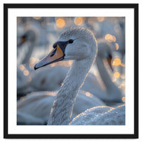 Majestic Swan Close Up With Water Droplets