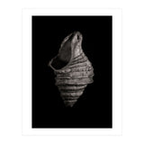 Shells No 2 (Print Only) thumbnail