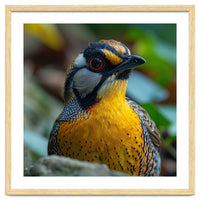 Close-up of a Yellow Bird featuring a Striking Red eye