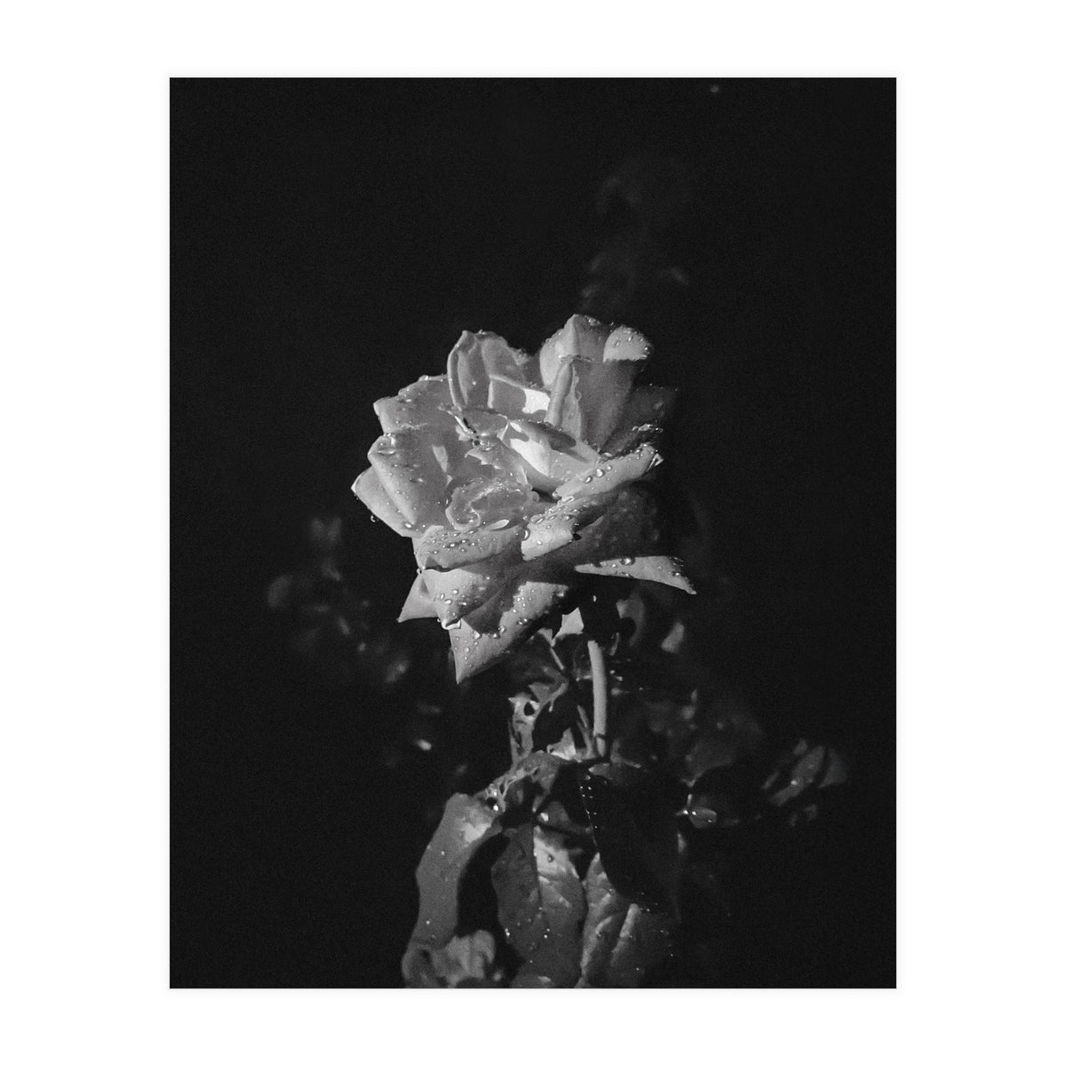 Romantic | Black & White (Print Only)
