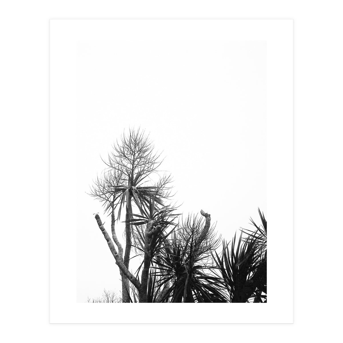 Miminalist Palm (Print Only)