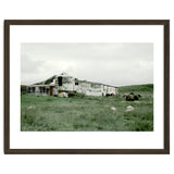 Sheep with a farmhouse - Iceland thumbnail