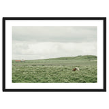 Horses in the middle of the green field - Iceland thumbnail