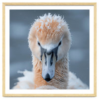 Majestic Swan Covered In Frost And Snow