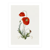 Red Poppy (Hand Drawn Illustration) (Print Only) thumbnail