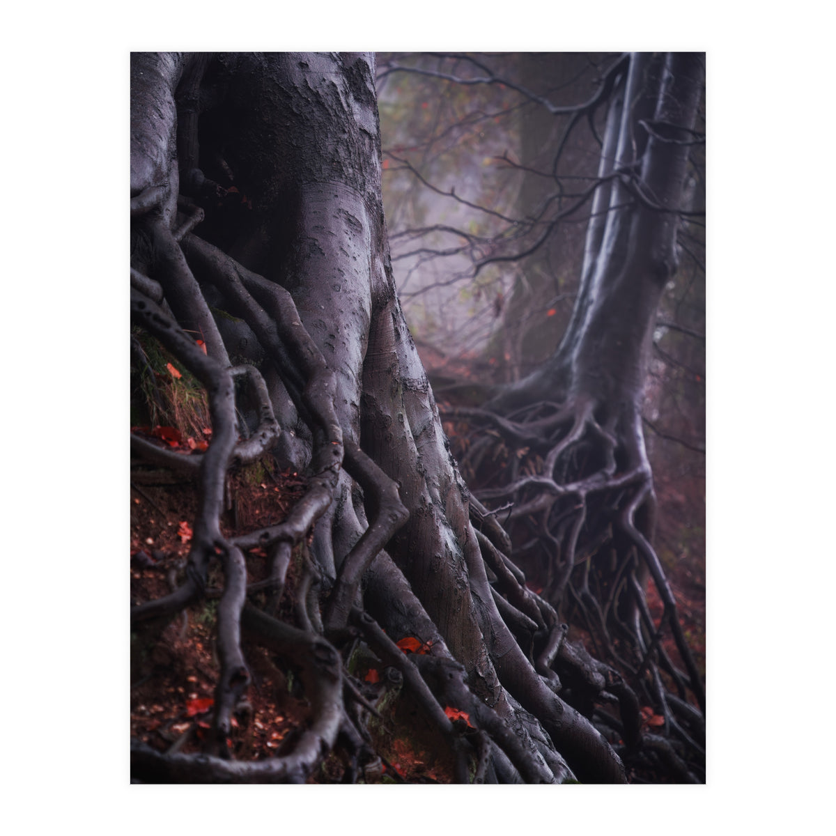 Tree roots (Print Only)