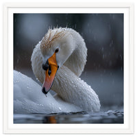 White Swan Bird With Water Droplets In Rain