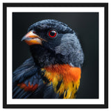 Black Bird With Red Eyes And Orange Chest Feathers thumbnail