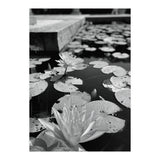 Lotus Pond | Black & White Portrait (Print Only) thumbnail