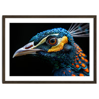 Close Up Of A Peacock Bird Head Eye