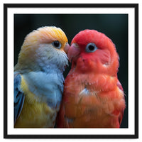 Two Lovebirds Nuzzling Close Up Portrait