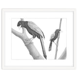 Yucatan Jays thumbnail