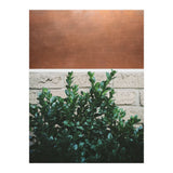 Plant + Copper (Print Only) thumbnail