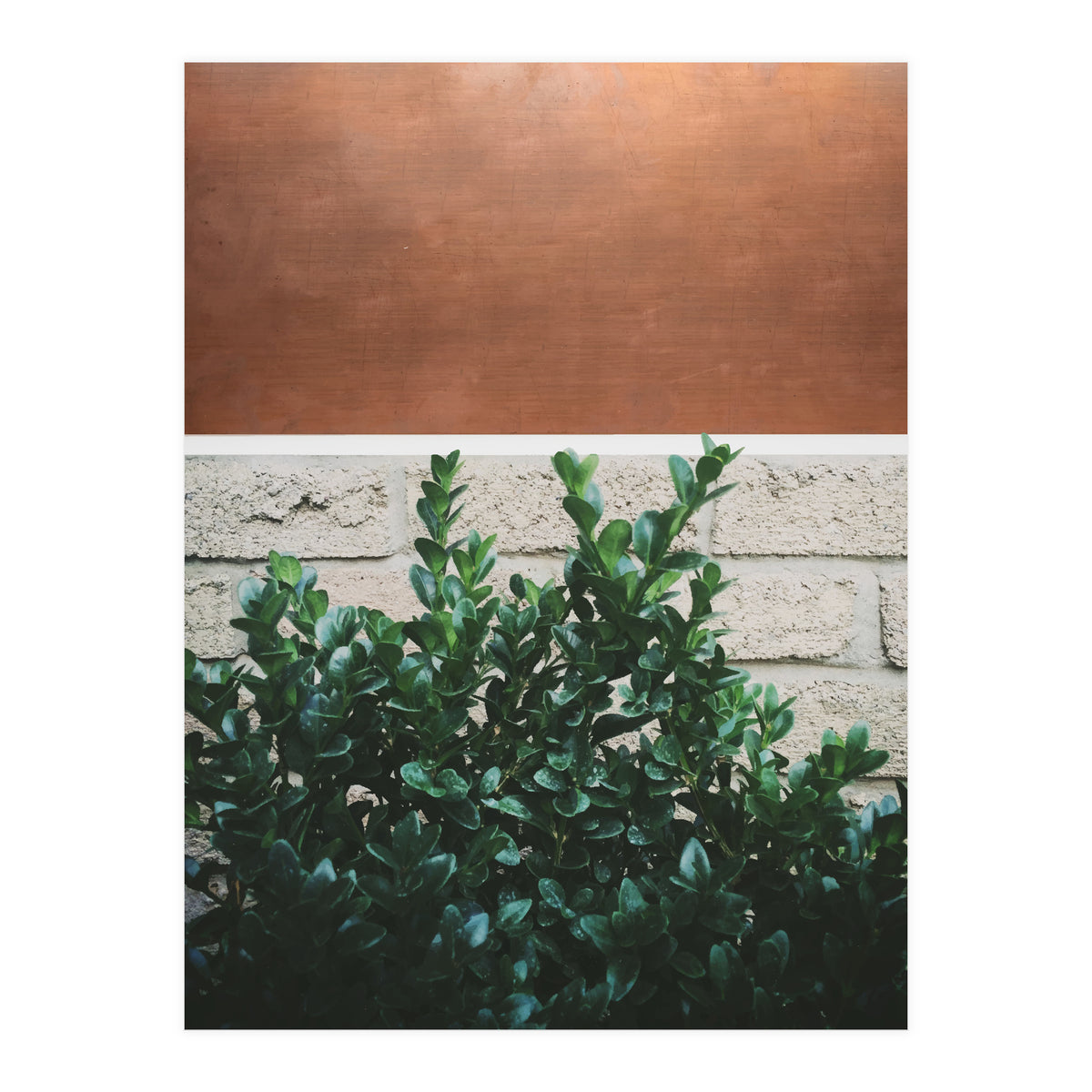 Plant + Copper (Print Only)