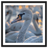 Majestic Swan Close Up With Water Droplets thumbnail