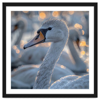 Majestic Swan Close Up With Water Droplets