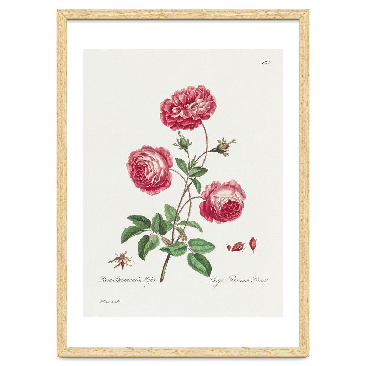 John Edwards – Larger Provence Rose (1770–1775)
