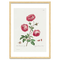 John Edwards – Larger Provence Rose (1770–1775)