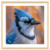 Blue Jay Bird Close Up Detailed Portrait thumbnail