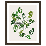 Monstera Obliqua Plant thumbnail