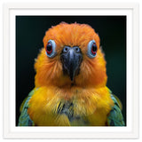 Close Up Sun Conure Parrot Portrait Eyes thumbnail