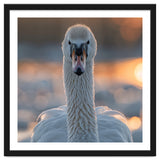 Close Up Portrait Of A Majestic Swan thumbnail