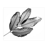 Branches and Leaves, 2016, 1 (Print Only) thumbnail