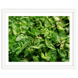 Green Arrow Head Plant Leaves thumbnail