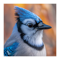 Blue Jay Bird Close Up Detailed Portrait (Print Only)
