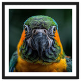 Blue And Gold Macaw Face Focused Portrait thumbnail