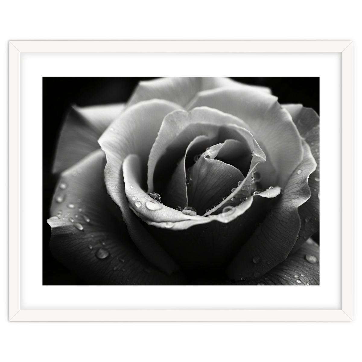 Ethereal Monochromatic Rose Petal Macro