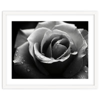 Ethereal Monochromatic Rose Petal Macro
