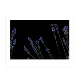 Honeybee and lavender (Print Only) thumbnail