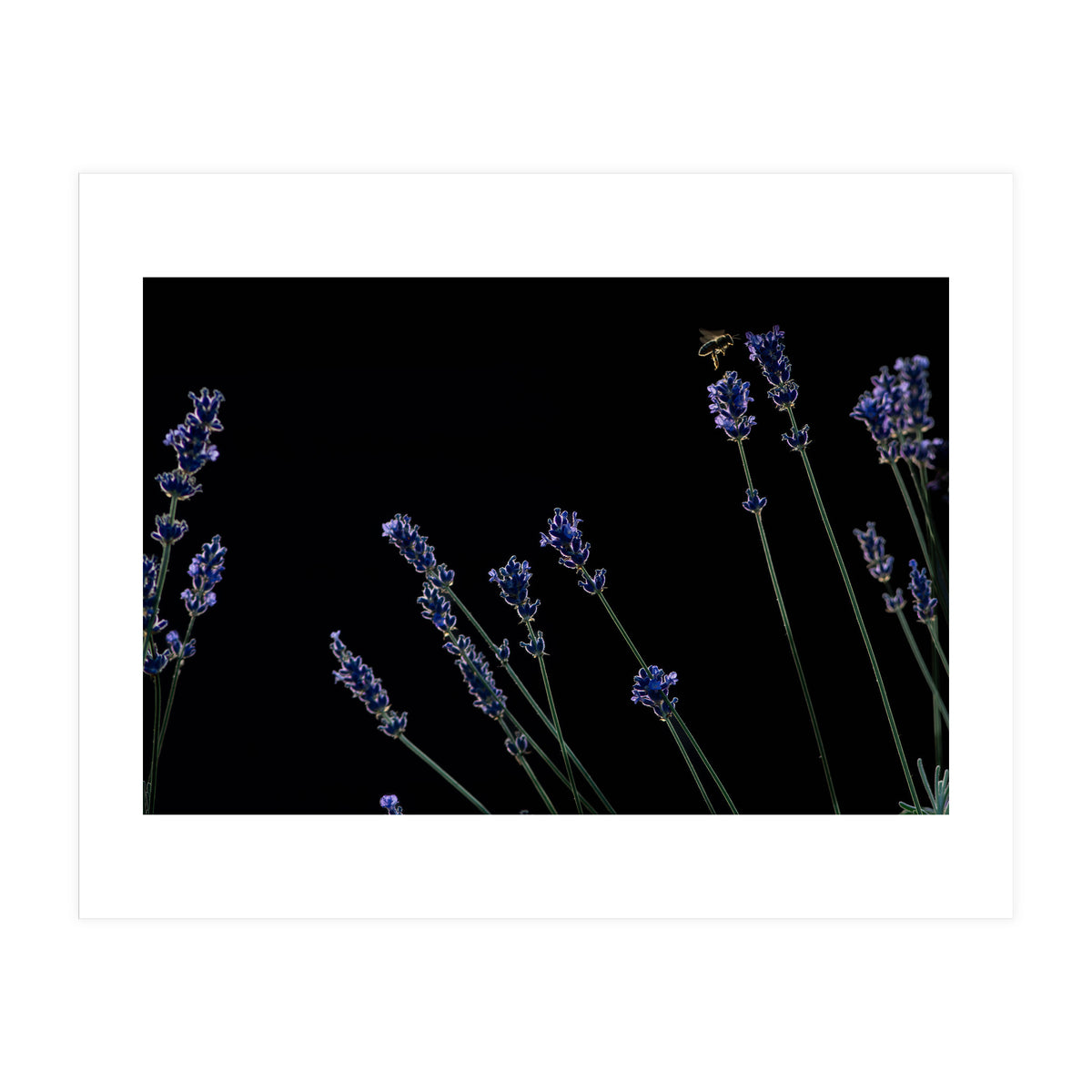 Honeybee and lavender (Print Only)