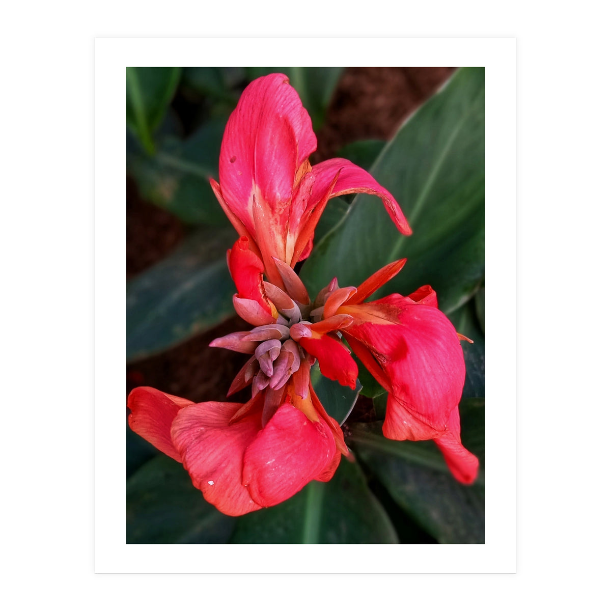 Red Indian Shot Flower (Print Only)