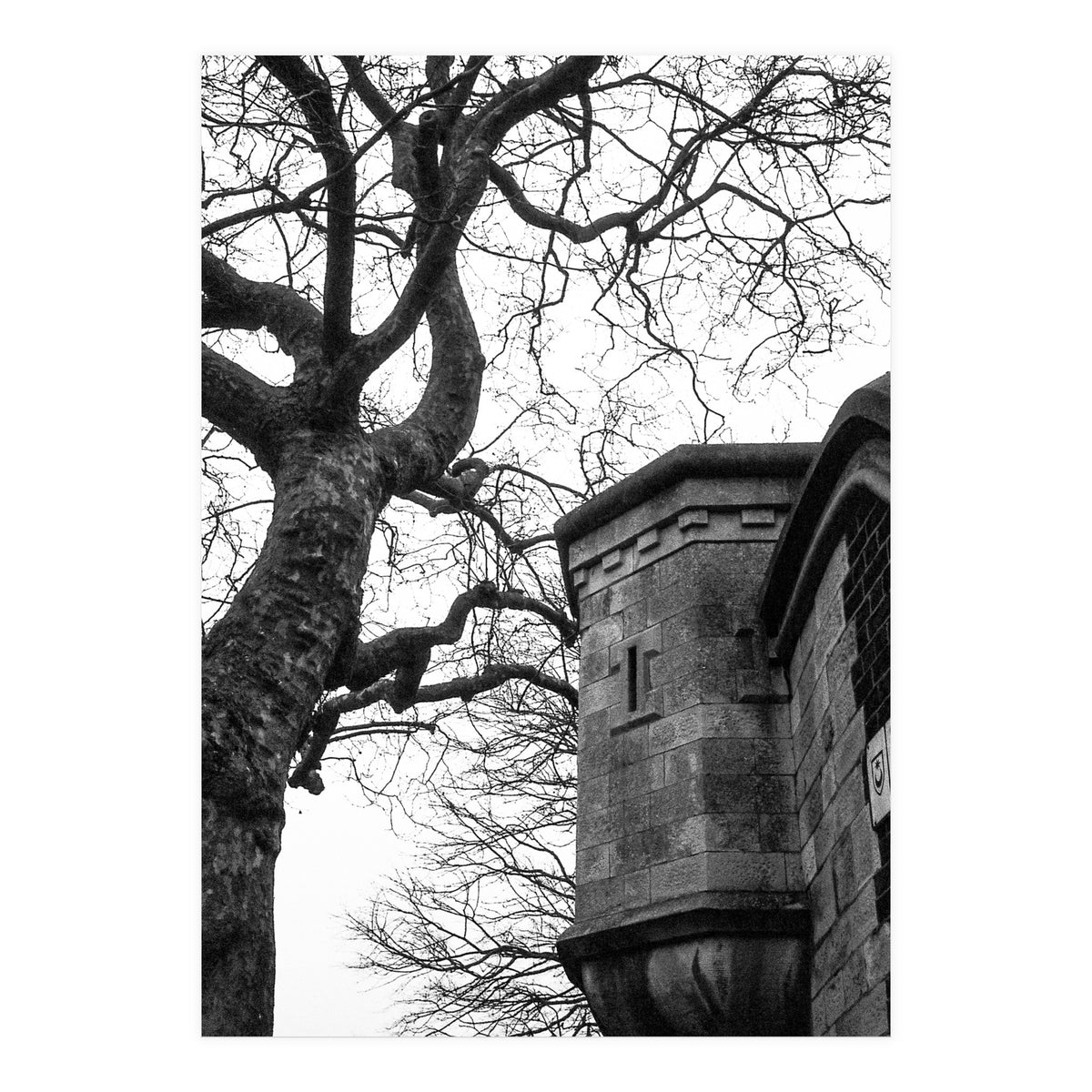 Stark Contrast (Print Only)