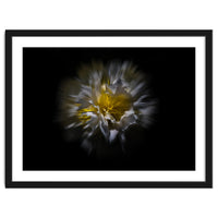 Backyard Flowers No 25 Color Flow Version