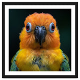 Close Up Sun Conure Parrot Portrait Eyes thumbnail