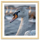Majestic Swan Portrait In Snowy Waters thumbnail