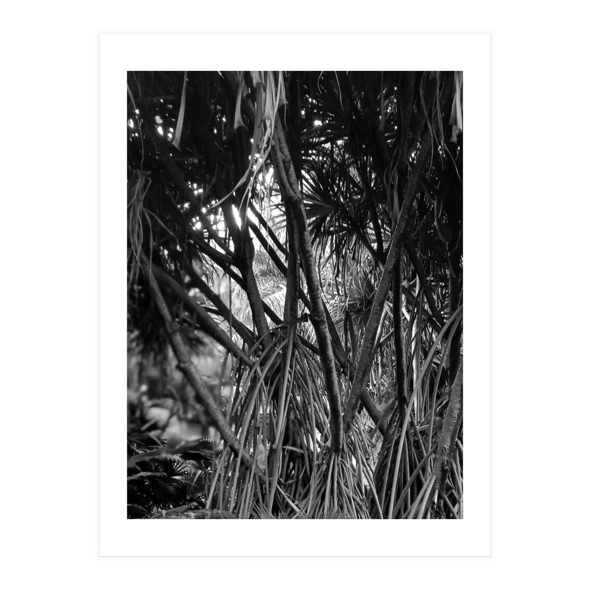 Black Tectorius Plant Art (Print Only)