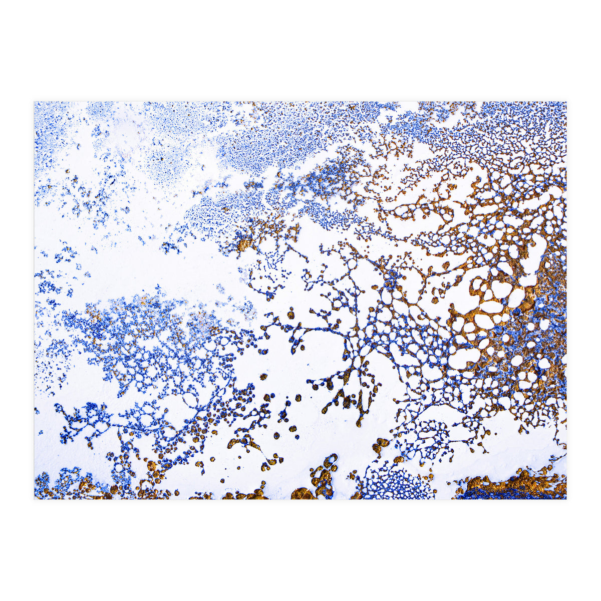 Coral Blooming (Print Only)