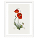 Red Poppy (Hand Drawn Illustration) thumbnail